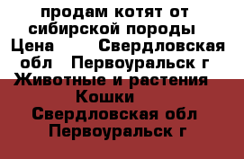 продам котят от  сибирской породы › Цена ­ 5 - Свердловская обл., Первоуральск г. Животные и растения » Кошки   . Свердловская обл.,Первоуральск г.